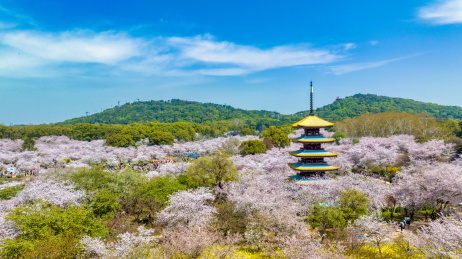 湖北武汉东湖樱花园里的五重塔近景