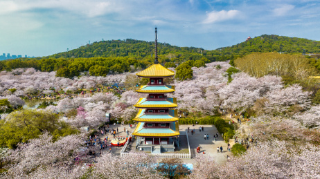湖北武汉东湖樱花园里的五重塔近景