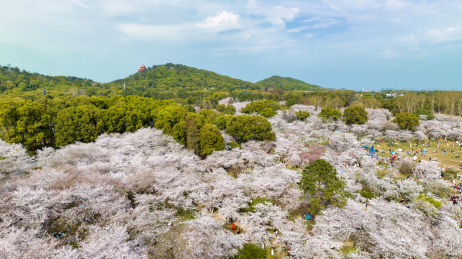 湖北武汉东湖樱花园与磨山