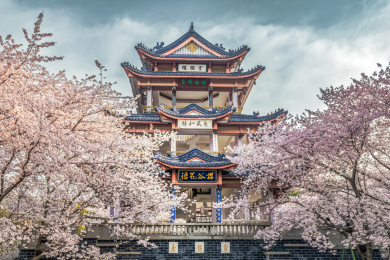 中国无锡太湖鼋头渚樱花林的早上