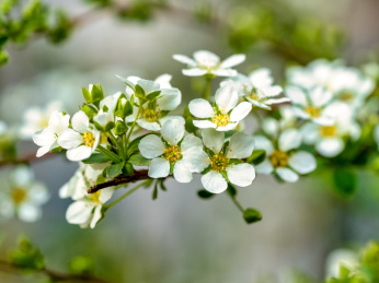 植物雪柳喷雪花