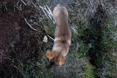 俯瞰田埂上的一只土狗