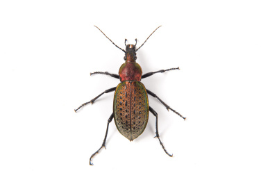 白色背景上的射炮步甲甲虫