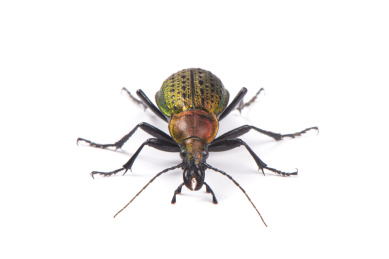 白色背景上的射炮步甲甲虫