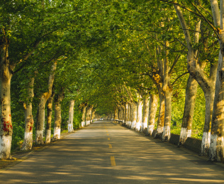 成都温江区温玉路的梧桐