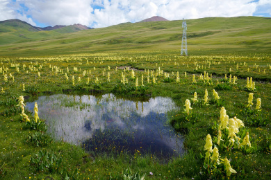四川理塘毛垭大草原夏日美景