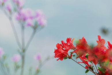 中国湖北宜昌漫山遍野盛开映山红