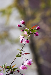 山东省青岛市花卉