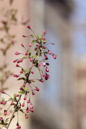 山东省青岛市花卉