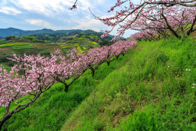 浙中桃花源桃花风光
