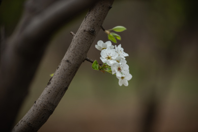 春天盛开的白色梨花
