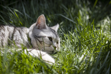 草地上可爱的小猫咪