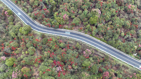 贵州省毕节市百里杜鹃景区