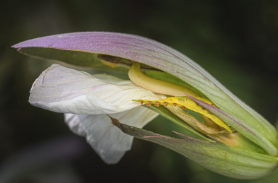 虾蟆花/鸭嘴花/蛤蟆花