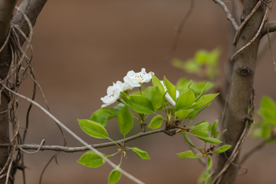 春天盛开的白色梨花
