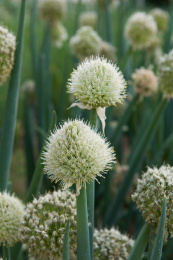 菜园里盛开的大葱葱花