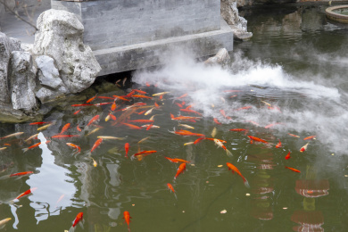园林池塘中的干冰水雾