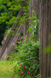 南京下马坊遗址公园蔷薇花盛开的美景