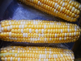 食物玉米棒，农业和健康食品概念