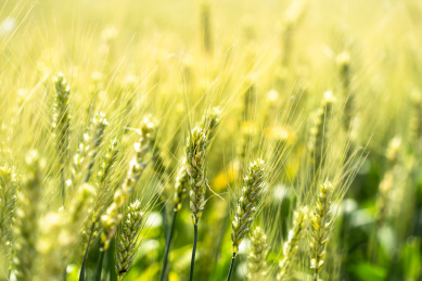夏天青色的麦田