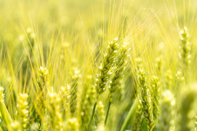 夏天青色的麦田
