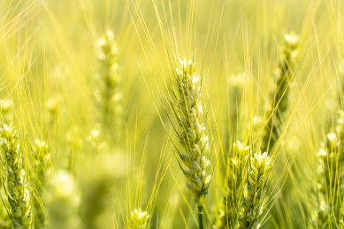 夏天青色的麦田