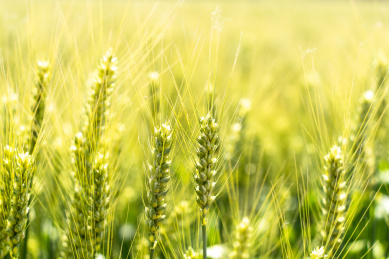 夏天青色的麦田
