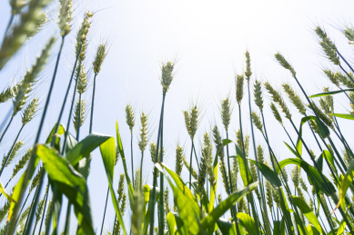 夏天青色的麦田