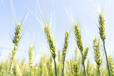 夏天青色的麦田