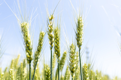 夏天青色的麦田