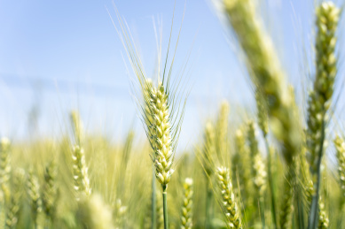夏天青色的麦田
