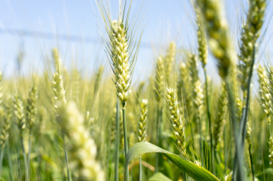 夏天青色的麦田