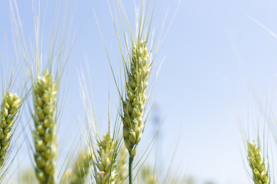 夏天青色的麦田