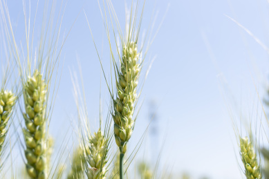 夏天青色的麦田