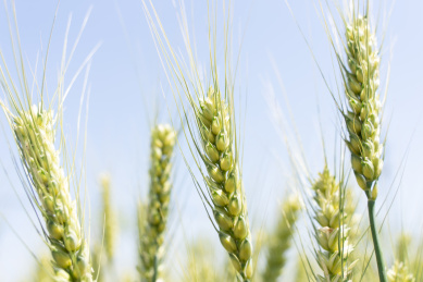 夏天青色的麦田