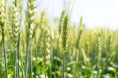 夏天青色的麦田