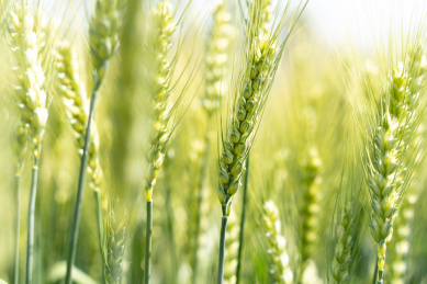 夏天青色的麦田