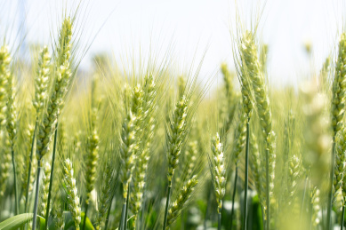 夏天青色的麦田