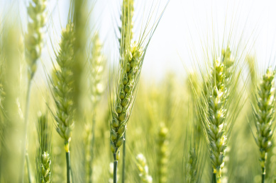 夏天青色的麦田