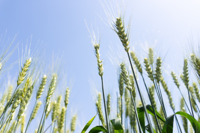 夏天青色的麦田