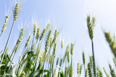 夏天青色的麦田