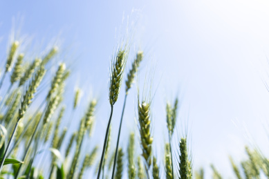 夏天青色的麦田