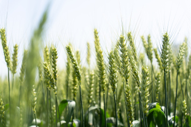 夏天青色的麦田