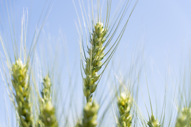 夏天青色的麦田