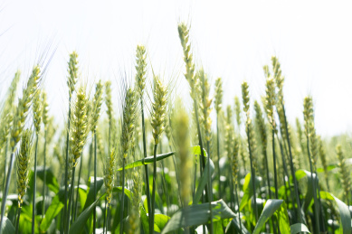 夏天青色的麦田