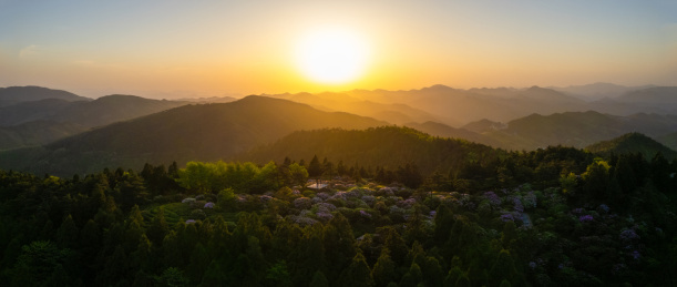 日落时刻的天台县华顶公园杜鹃林