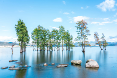 洱海水杉