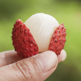 手里拿着桂味荔枝