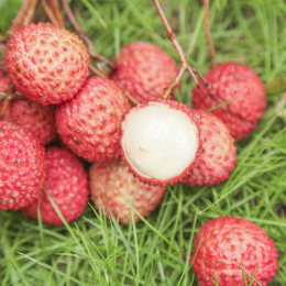 手里拿着桂味荔枝