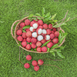 草地上放着桂味荔枝